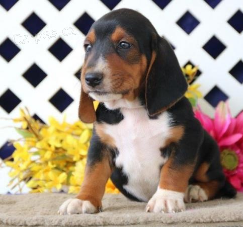 Basset Hound štěňata jsou k dispozici a připravena jít do svých domovů navždy. oni jsou aktuální na Vet kontrolované a deworming. Jsou z velkých krevních linií, plných energie a velmi hravé. Bylo provedeno první a druhé očkování. Basset Hound štěňata jsou k dispozici a připravena jít do svých domovů navždy. oni jsou aktuální na Vet kontrolované a deworming. Jsou z velkých krevních linií, plných energie a velmi hravé. Bylo provedeno první a druhé očkování.