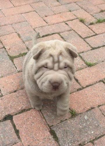 Shar Pei štěňata pro vás Hledáme rodinu, která by otevřela jejich srdce a domov našim štěňátkům a dala jim milující navždy domov po zbytek života Máte zájem o získání jednoho nebo obou štěňátek? Shar Pei štěňata pro vás Hledáme rodinu, která by otevřela jejich srdce a domov našim štěňátkům a dala jim milující navždy domov po zbytek života Máte zájem o získání jednoho nebo obou štěňátek?