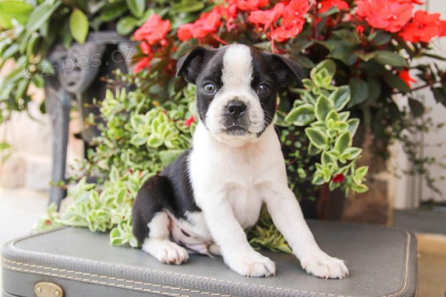 Bostonsk� teri�r