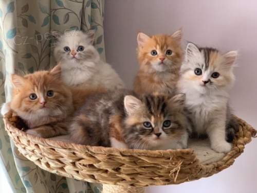 Kr�sn� persk� kot�