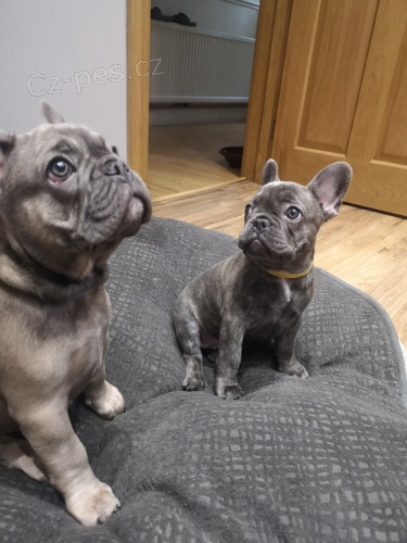 �t��ata francouzsk�ho buldo�ka