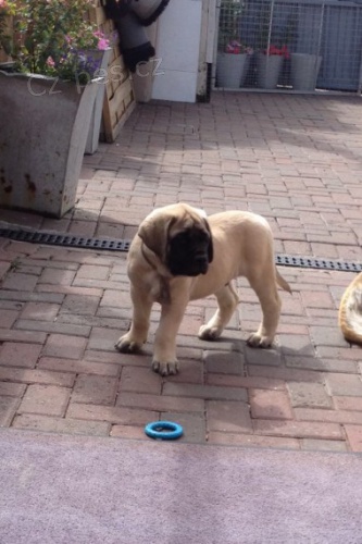 Anglick� mastif �t��ata k adopci