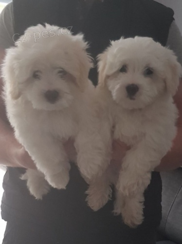 Roztomil� �istokrevn� �t���tka reg coton de tulear