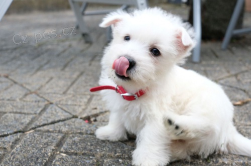 �t��ata West Highland Terrier