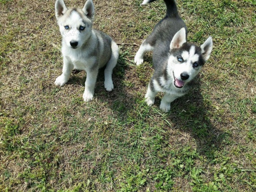 �t��ata sibi�sk�ho huskyho psa a samice