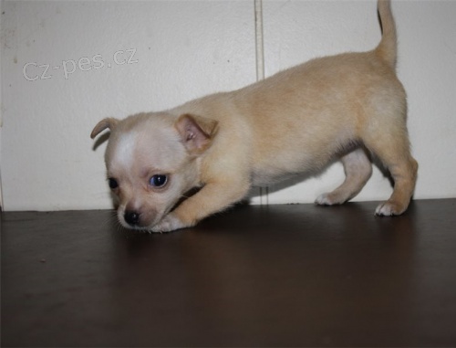 krásná čivava štěňata hledající nový domov, jsou již zdravotní a mají svůj rodokmen krásná čivava štěňata hledající nový domov, jsou již zdravotní a mají svůj rodokmen