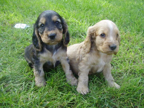 Anglick� kokr�pan�l s PP