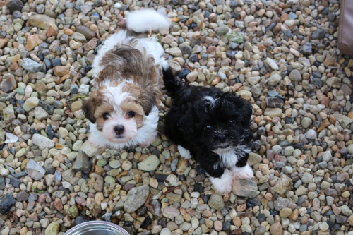 Havansk� ps�k s PP