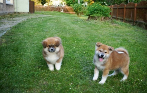 akita inu, muž a žena hledají nové domovy co nejdříve akita inu, muž a žena hledají nové domovy co nejdříve
