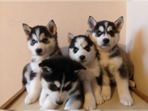N�dhern� �t���tka vl��ho husky