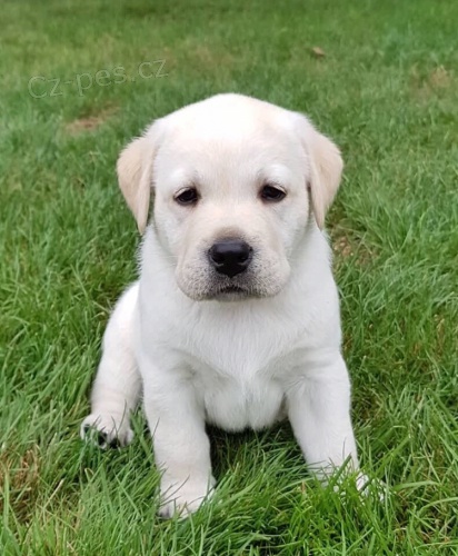 Štěňátka LR s PP Štěňátka LR s PP