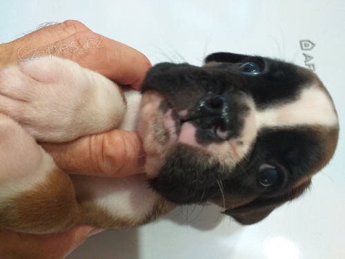 N�m. boxer - �t�n�tka 