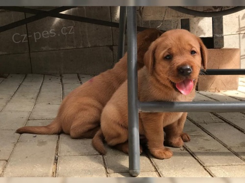 štěňata labradora hledající nové domovy co nejdříve štěňata labradora hledající nové domovy co nejdříve