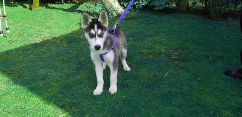 roztomilý mužský a ženský sibiřský husky k adopci roztomilý mužský a ženský sibiřský husky k adopci