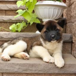 tři adoptovatelné akity pro adopci zdarma.1 muži a 2 ženy tři adoptovatelné akity pro adopci zdarma.1 muži a 2 ženy