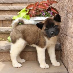 tři adoptovatelné akity pro adopci zdarma.1 muži a 2 ženy tři adoptovatelné akity pro adopci zdarma.1 muži a 2 ženy