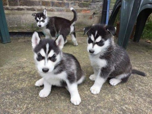 Kryt siberian husky ttka Pes
