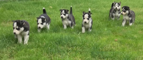 Sibisk husky tenata Na prodej