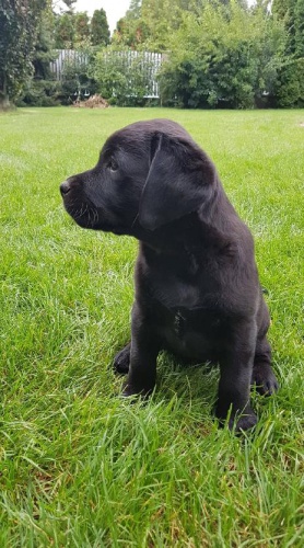 Štěně labradorského retrívra s PP Štěně labradorského retrívra s PP