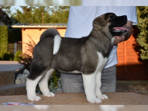 Akita-inu s PP Akita-inu s PP