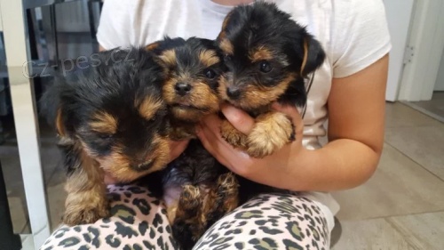  Mini york��rsk� teri�r