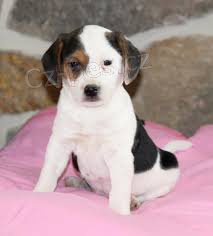 Krásné a adoptivní štěňata feny jack russell teriér pro adopci Krásné a adoptivní štěňata feny jack russell teriér pro adopci