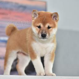 tři adoptovatelné akita pro adopci zdarma.1 muži a 2 ženy tři adoptovatelné akita pro adopci zdarma.1 muži a 2 ženy
