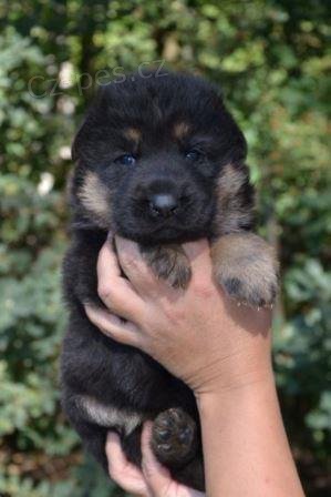 Německý ovčák Německý ovčák