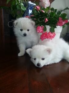 �t��ata Shiba Inu na prodej