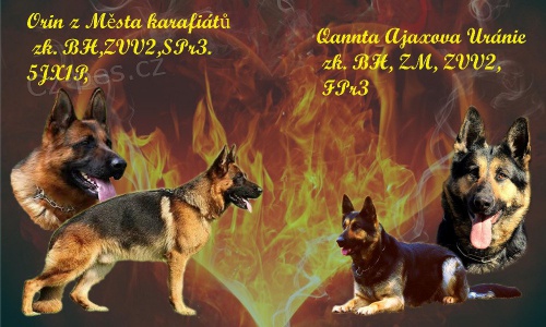 Něm. ovčák - štěnátka  Něm. ovčák - štěnátka