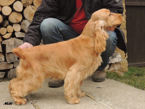 Prod�m �t��ata Anglick�ho kokr�pan�le