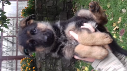 Štěňata německého ovčáka Štěňata německého ovčáka