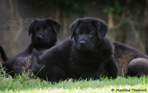 N�meck� ov��k mohutn� �t��ata 