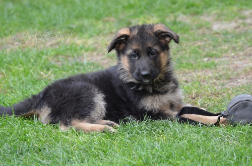 Prodáme štěňata něm.ovčáka z průk.původu Prodáme štěňata něm.ovčáka z průk.původu