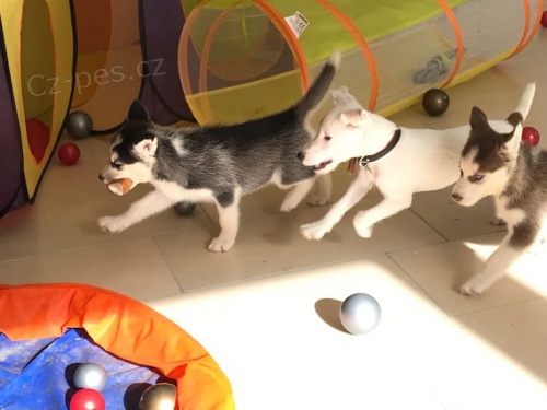 Sibirská husky štenata Sibirská husky štenata