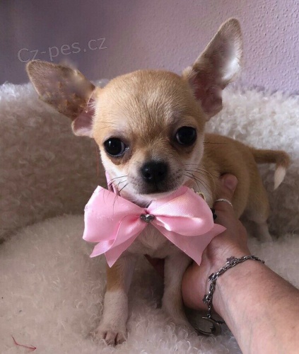 čivava štěňata hledající nový domov pro adopci zdarma kontakt nyní se svým číslem Whatsapp čivava štěňata hledající nový domov pro adopci zdarma kontakt nyní se svým číslem Whatsapp