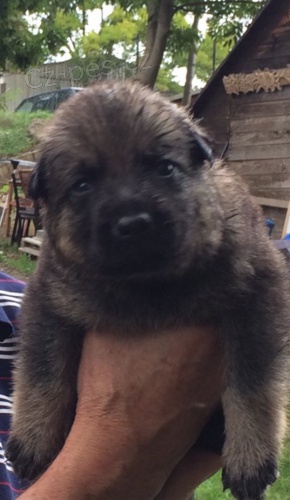 Německý ovčák - štěňata s PP Německý ovčák - štěňata s PP