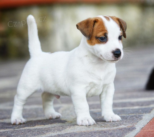 krásný samec a samice jack russell štěňata k adopci krásný samec a samice jack russell štěňata k adopci