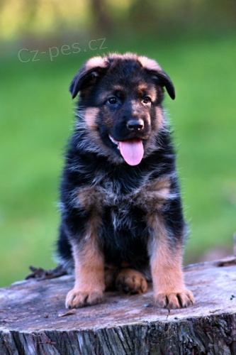 Německý ovčák - štěňata s PP Německý ovčák - štěňata s PP