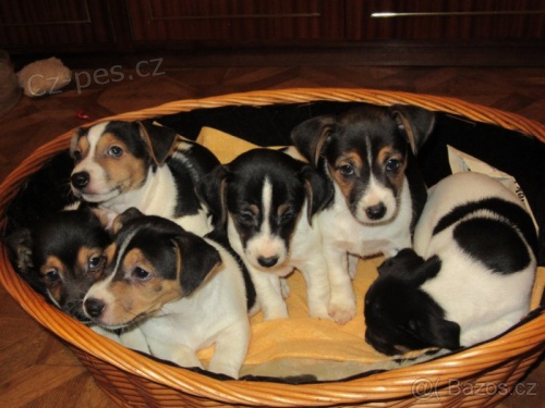 Jack Russel Terier Jack Russel Terier