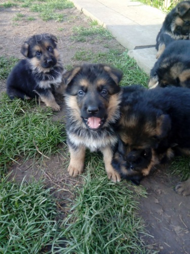 Německý ovčák - štěňátka s PP Německý ovčák - štěňátka s PP