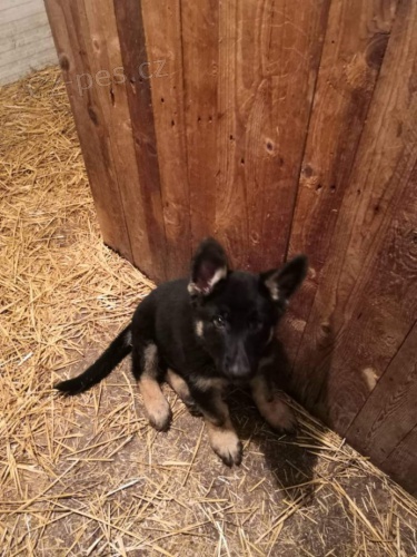 Německý ovčák s PP Německý ovčák s PP