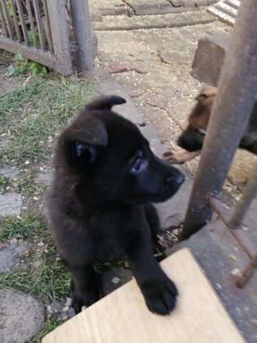 Prodám pejsky ve věku 8 týdnů Prodám pejsky ve věku 8 týdnů