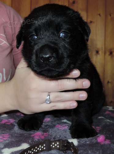 �ern� �t���tka labradora s PP