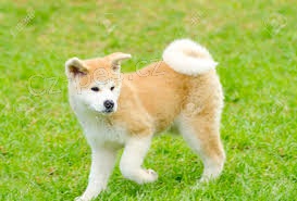 Prijmite teraz.Krásne a hravé šteniatka Akita sú k dispozícii na adopciu Prijmite teraz.Krásne a hravé šteniatka Akita sú k dispozícii na adopciu