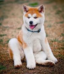 Prijmite teraz.Krásne a hravé šteniatka psov akita sú k dispozícii na adopciu Prijmite teraz.Krásne a hravé šteniatka psov akita sú k dispozícii na adopciu