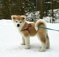 Prijmite teraz.Krásne a hravé šteniatka psov akita sú k dispozícii na adopciu Prijmite teraz.Krásne a hravé šteniatka psov akita sú k dispozícii na adopciu