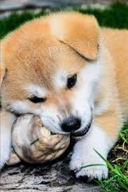Prijmite teraz.Krásne a hravé šteniatka psov akita sú k dispozícii na adopciu Prijmite teraz.Krásne a hravé šteniatka psov akita sú k dispozícii na adopciu