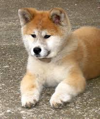 Prijmite teraz.Krásne a hravé šteniatka psov akita sú k dispozícii na adopciu Prijmite teraz.Krásne a hravé šteniatka psov akita sú k dispozícii na adopciu