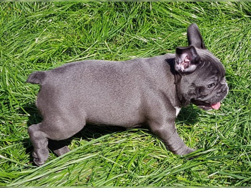 Prijmite teraz. N�dhern� a hrav� �teniatka franc�zskych buldo�iek psov a matiek s� k dispoz�cii na adopciu